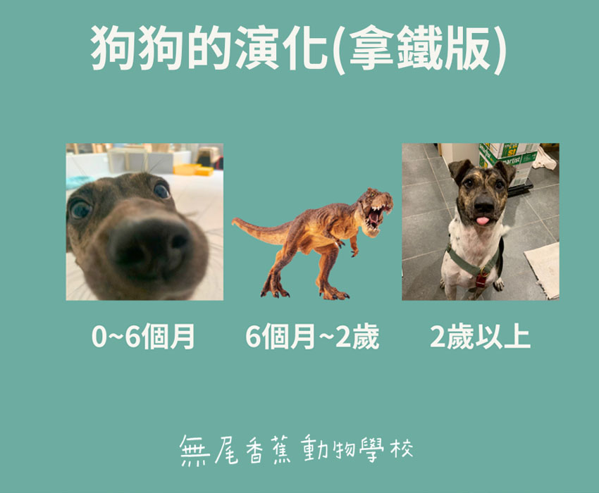 《校園故事時間》兒少篇EP22 狗狗的「恐龍期」